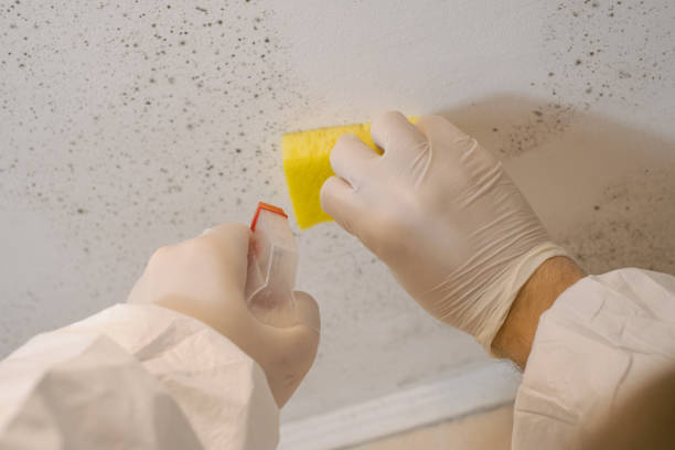 Best Mold Odor Removal Services  in Covington, KY